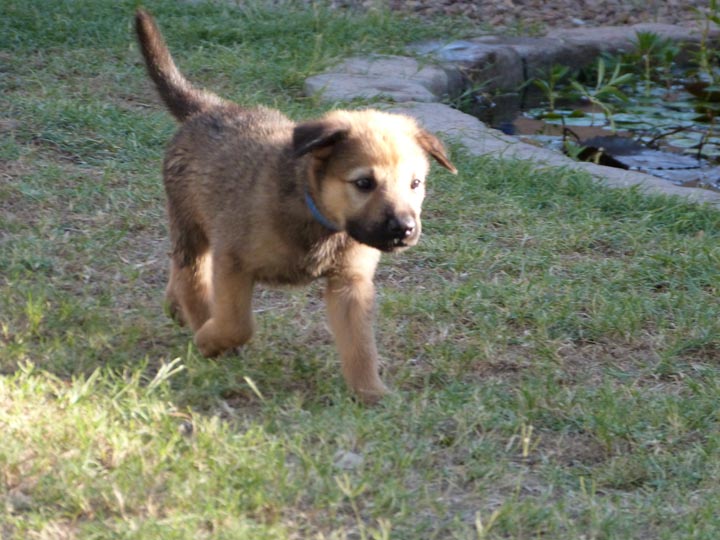 chinook dog